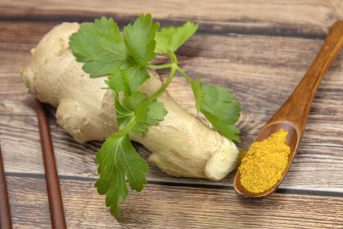 seasonings dogs can and can't have