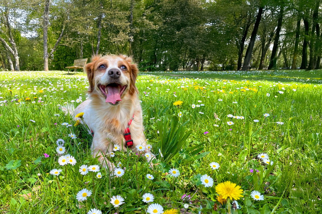 dog in a spring field