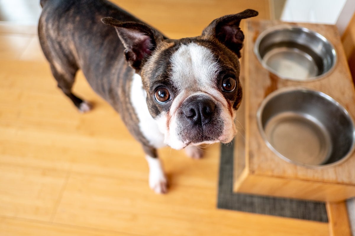 The Most Overlooked Spot in the House: Your Dog's Bowl  Bow Wow Labs