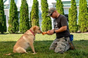 dog with a veteran