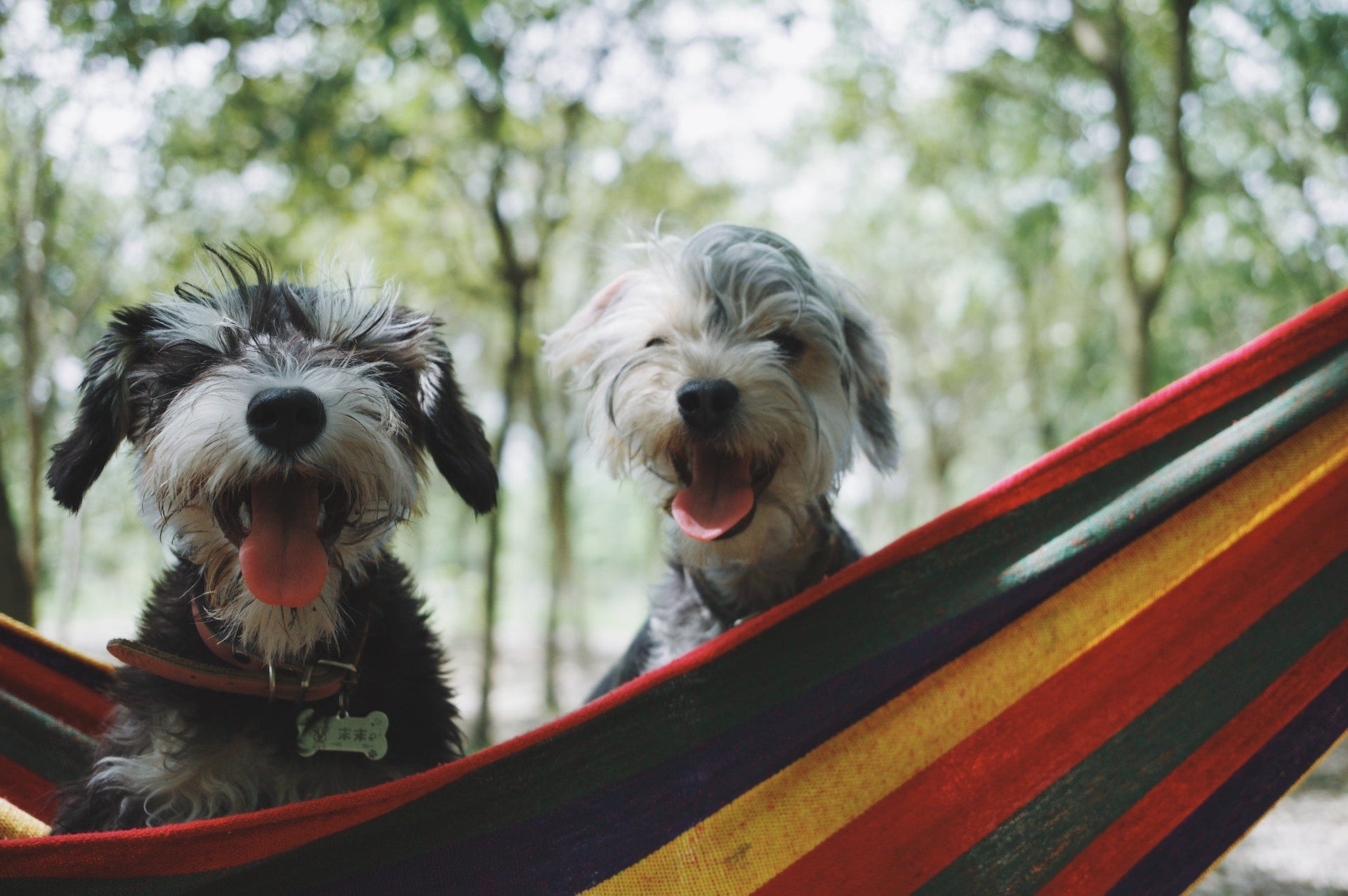 National Pet Travel Safety Day - How to Find Pet-Friendly Accommodations