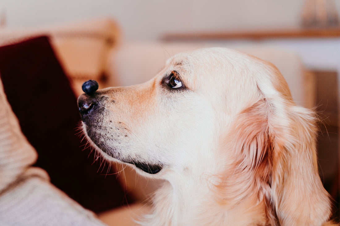 Yes, dogs can eat blueberries - Bow Wow Labs