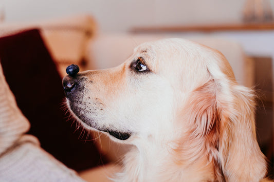 Yes, dogs can eat blueberries - Bow Wow Labs