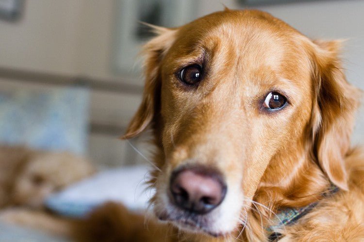 New Approaches to Treating Anxiety in Dogs