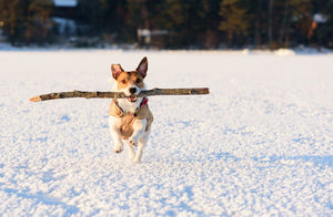 4 Unique Ways to Exercise Your Dog During Winter - Bow Wow Labs