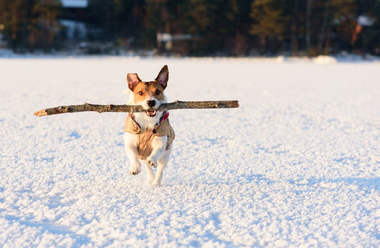 4 Unique Ways to Exercise Your Dog During Winter - Bow Wow Labs