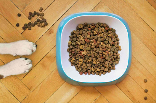 How Often and What Time Should You Feed Your Dog: A Guide to Optimal Mealtimes - Bow Wow Labs