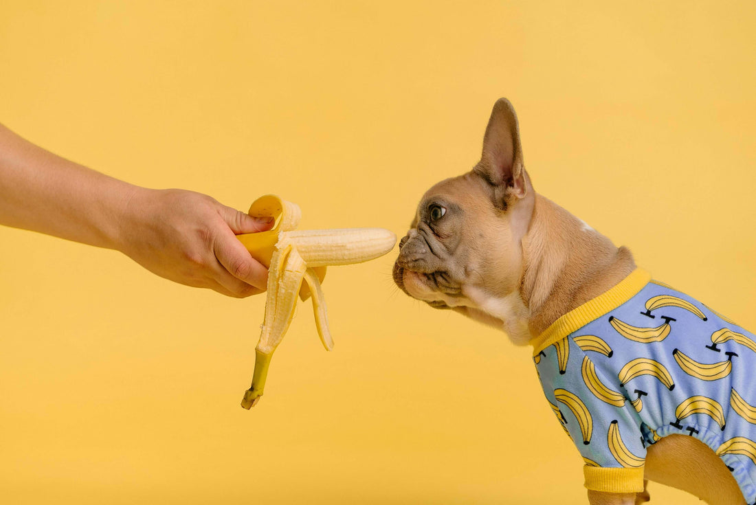 Human Foods, Fruits, and Vegetables: What Dogs Can and Can’t Eat - Bow Wow Labs