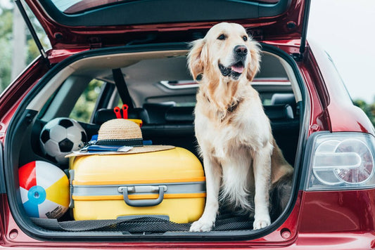 7 Tips for road trips with your dog during this busy season - Bow Wow Labs
