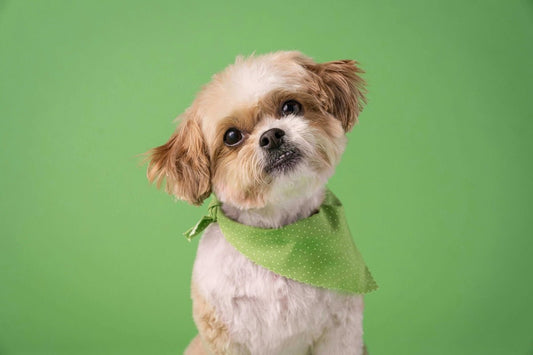 Understanding Teeth, Teething, and Chewing in Puppies - Bow Wow Labs