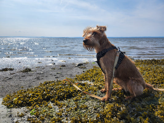 From Sea to Bowl - 3 Ways Kelp Can Help Improve Your Dog's Diet - Bow Wow Labs