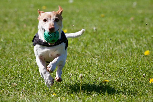 Choking: the hazard no one is talking about! - Bow Wow Labs
