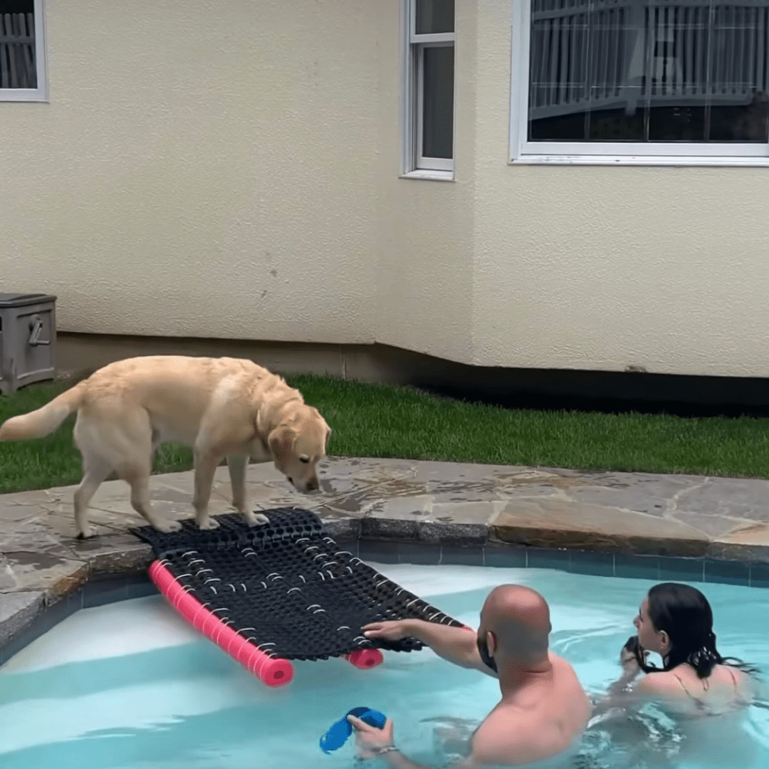 How to Build a DIY Dog Pool Ramp: Ensuring Safety and Fun for Your Fur ...