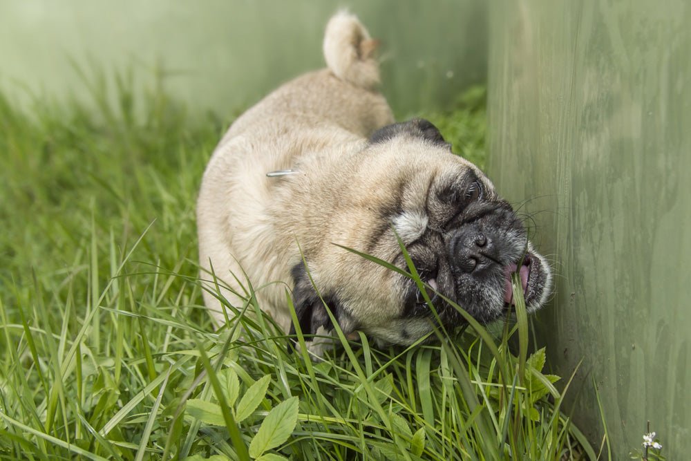 Is Eating Grass Safe for My Dog? 3 Reasons Why Dogs Eat Grass – Bow Wow ...