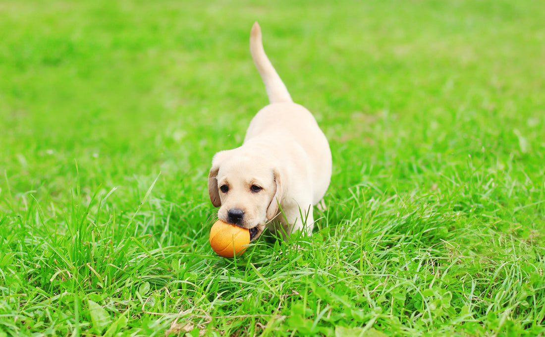5 Training Tips Every New Puppy Parent Should Know - Bow Wow Labs
