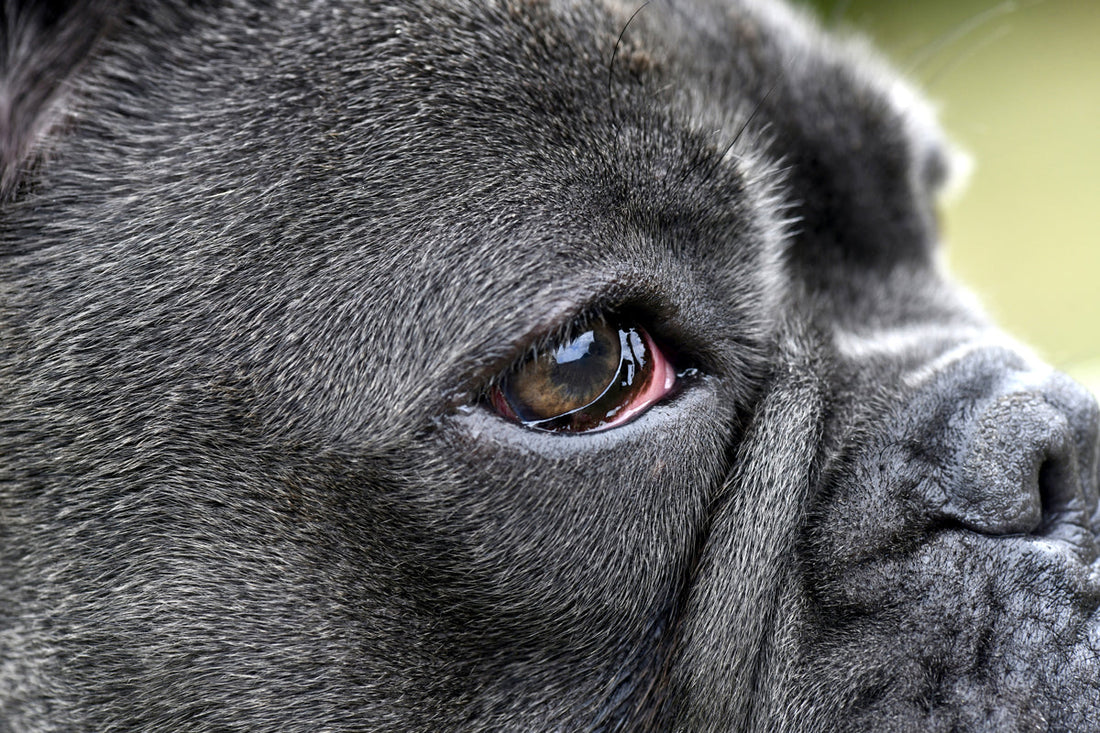 dog with red eyes