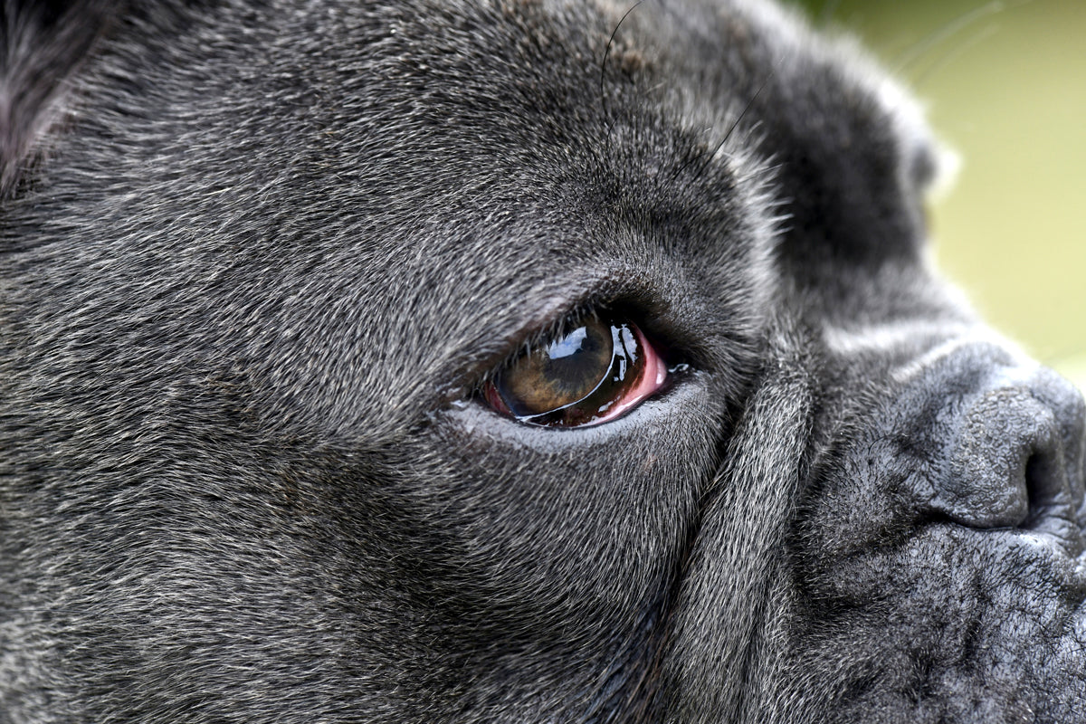 Why Are My Dog’s Eyes Red?