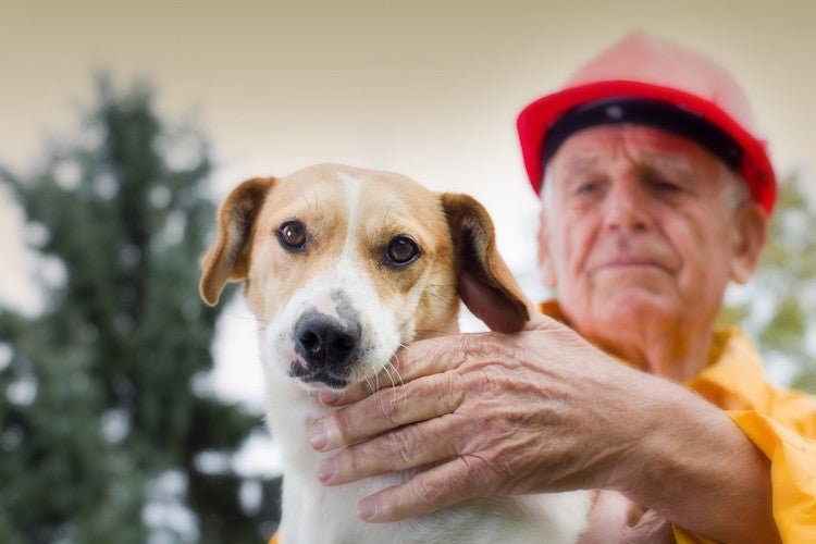 Take These 5 steps to Protect Your Dog in Case of Natural Disaster ...