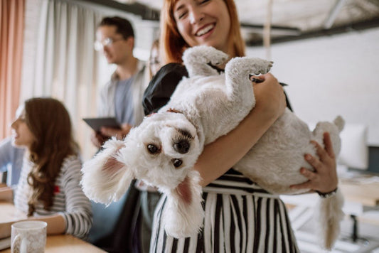 7 Simple Tips for Bringing Your Dog to Work - Bow Wow Labs
