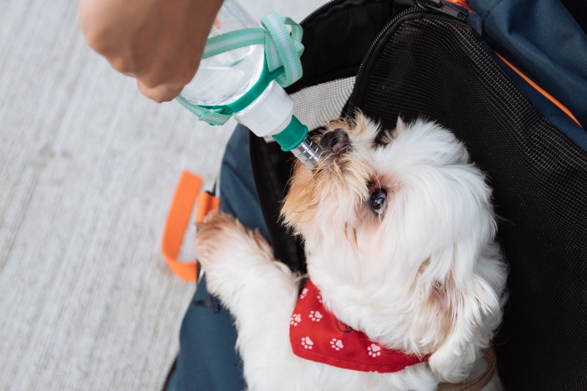 Don’t Forget to Water the Dog! 9 Simple Tips for Keeping Your Dog Hydrated This Summer