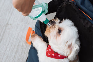Don’t Forget to Water the Dog! 9 Simple Tips for Keeping Your Dog Hydrated This Summer - Bow Wow Labs