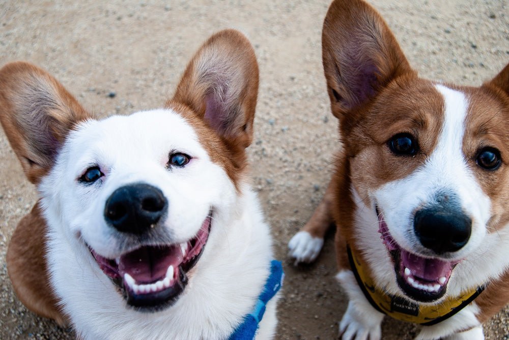 Here’s Why Good Oral Health for Dogs Matters