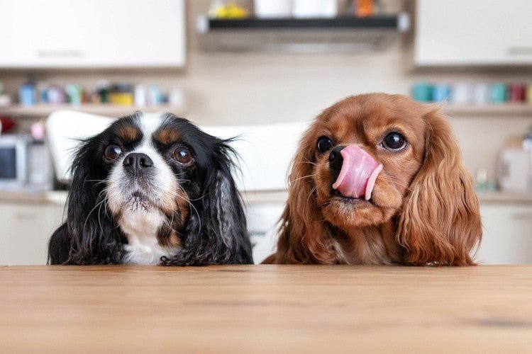 Can Bully Sticks Make My Dog Sick? Understanding the Health Benefits and Risks of Bully Sticks