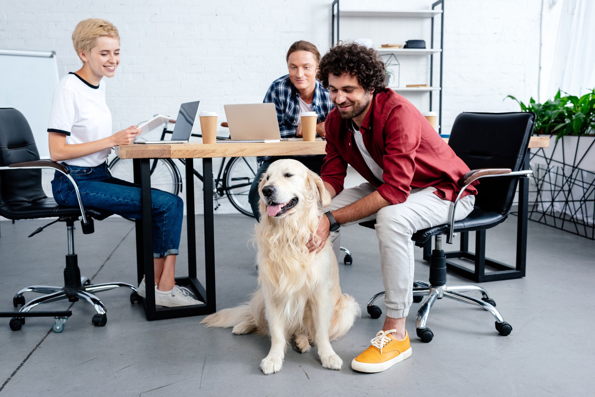3 Benefits to Bringing Your Dog to Work – Bow Wow Labs
